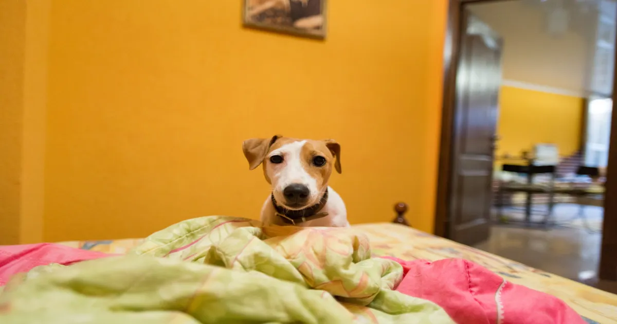 Hotel para cachorro ou guardião em casa: qual é melhor?